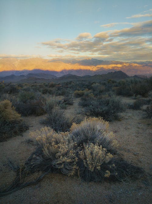 Free stock photo of alabama hills, california, desert plants