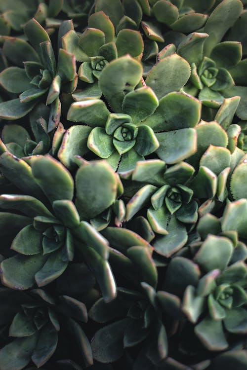 Green Succulent Plants in Close-Up Photography