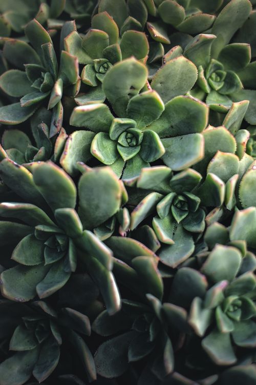 Free Lush close-up of green echeveria succulents in natural light. Stock Photo