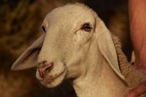 Free A detailed close-up of a Merino sheep's face captured in warm natural light, highlighting its soft wool and gentle eyes. Stock Photo