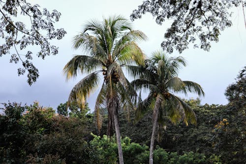 Photograph of Coconut Trees Near Other Plants