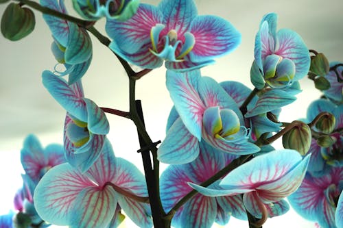 The One Winter Habit That Makes Orchids Bloom Better In Spring