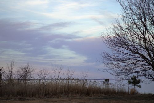 Free stock photo of bay area, beach grass, clouds Stock Photo