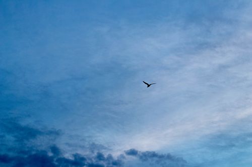 Free stock photo of bird, blue sky, seagull Stock Photo