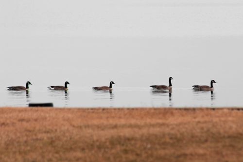 Free Five Canada geese gracefully swimming in a calm lake, reflecting tranquility in the natural setting. Stock Photo