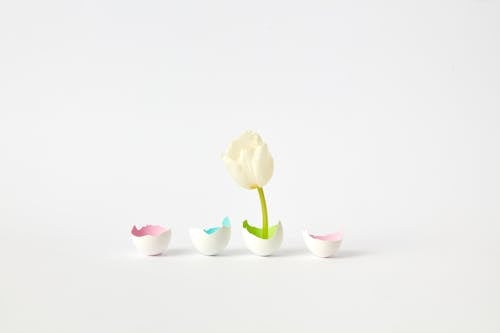 бесплатная Бесплатное стоковое фото с белый тюльпан, декорация, пасха Стоковое фото