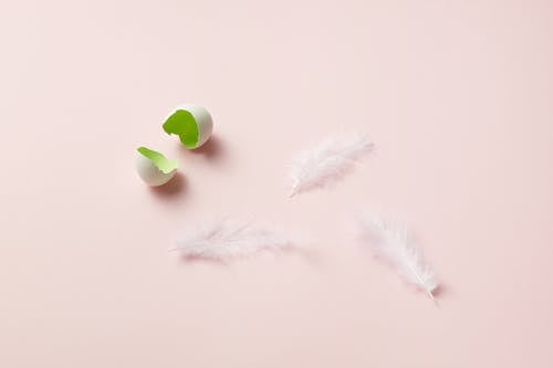 White Feathers and Eggshell on Pink Surface