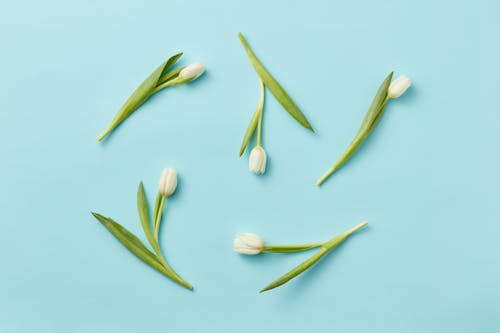 คลังภาพถ่ายฟรี ของ ดอกทิวลิป, ดอกไม้, สวย