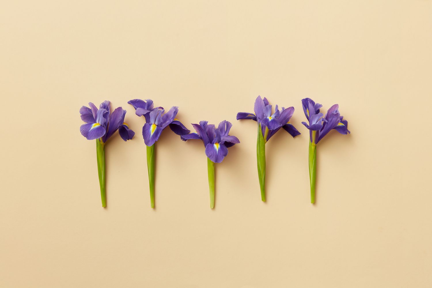 Five Flowers Photos, Download The BEST Free Five Flowers Stock Photos ...