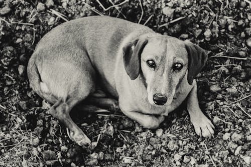 A Dog Lying on the Ground