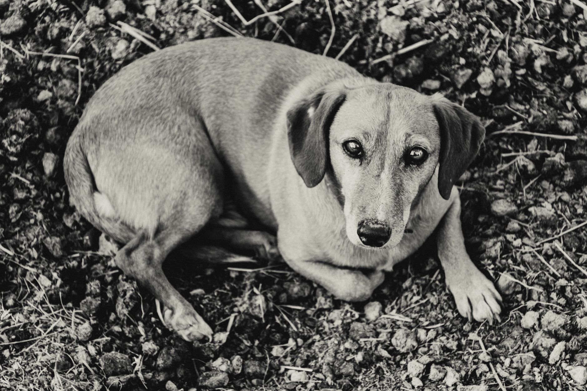 Portrait of a dog at a veterinary clinic