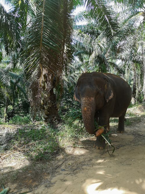 Free stock photo of animal, asian elephant, elephant