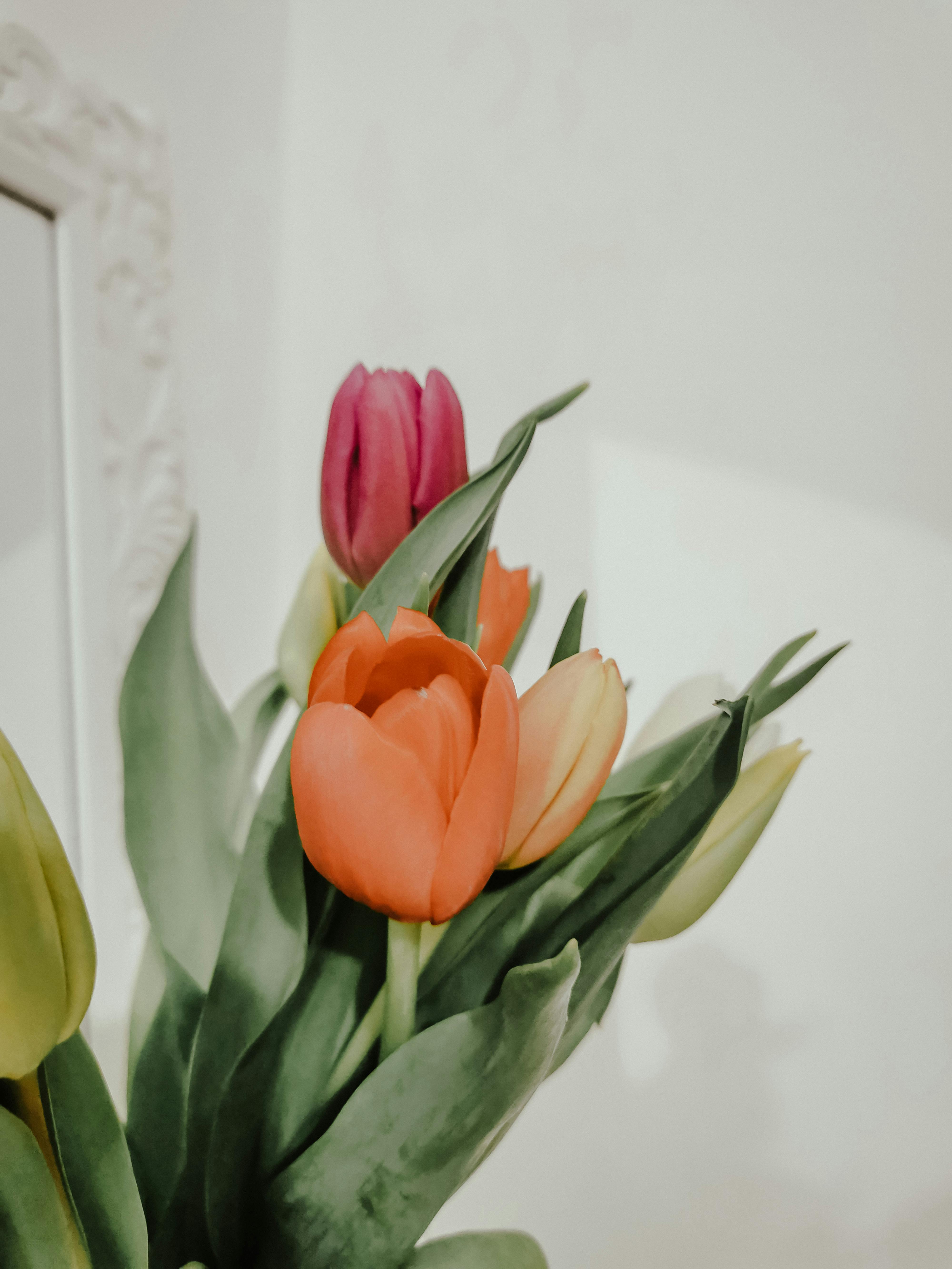 Orange and Pink Tulips in Bloom · Free Stock Photo