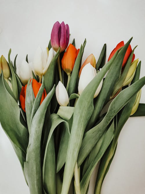 Free Photo of a Bouquet of Tulips on a White Background Stock Photo