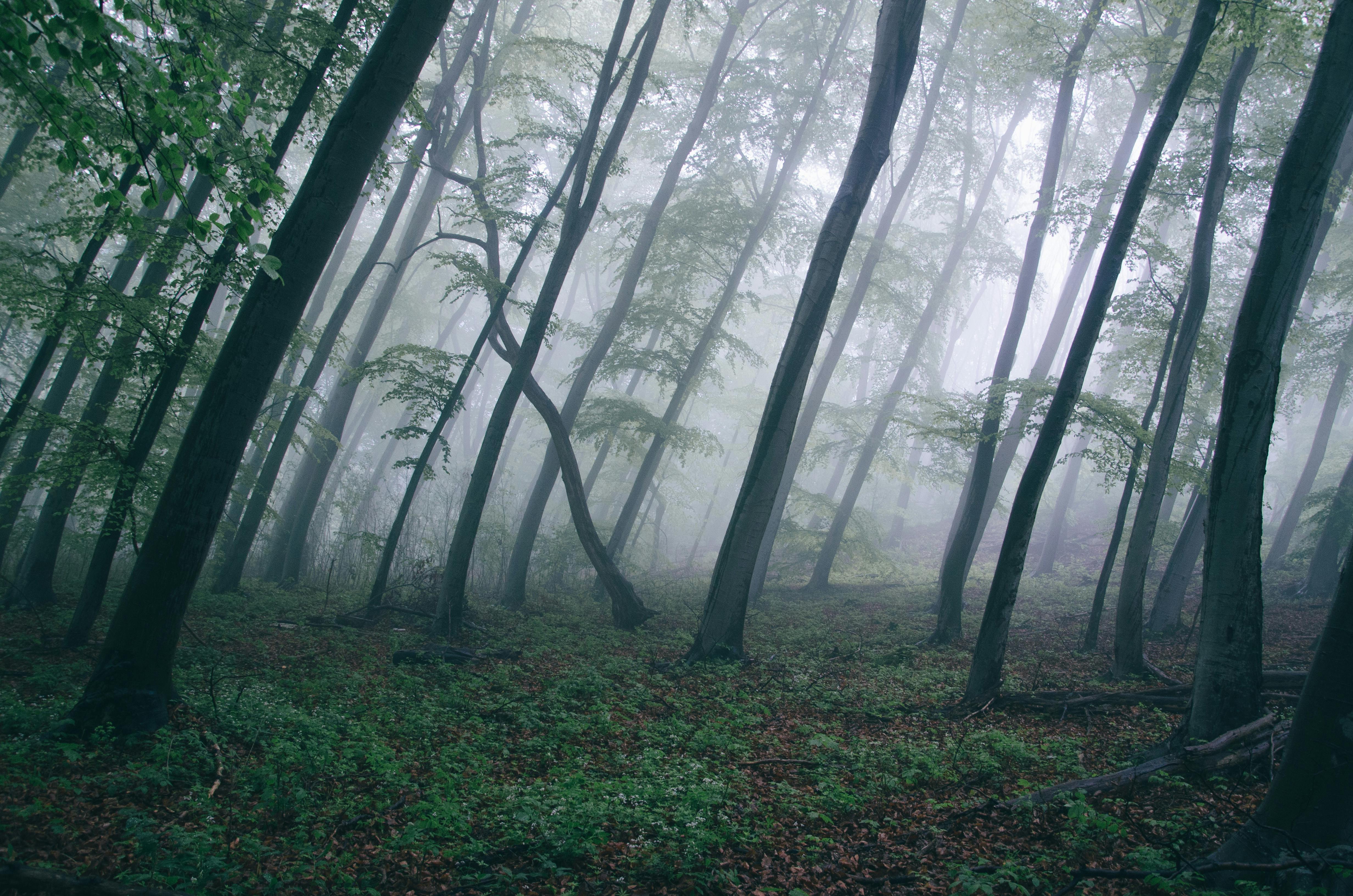 Foggy Dark Forest Mural Wallpaper