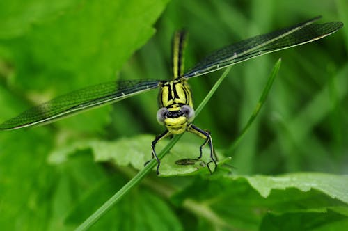 Green Dragon Fly