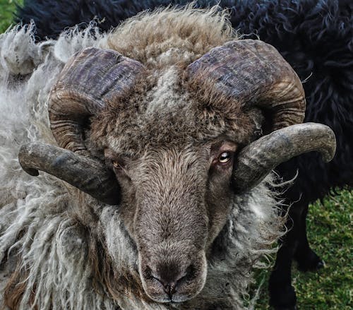 Foto stok gratis binatang, domba norwegia tua, fotografi binatang