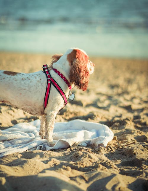 Free stock photo of beach, beach background, beach dog Stock Photo