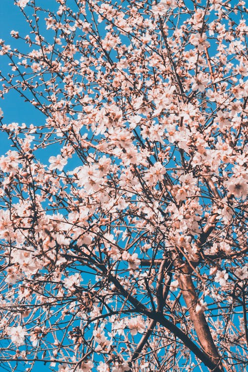 White Cherry Blossom Tree