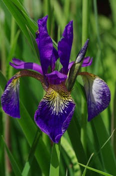 Close Up Photo of Purple Broad Petal Flower