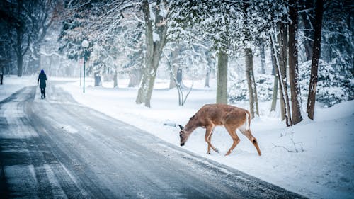 Brown Deer Beside Road
