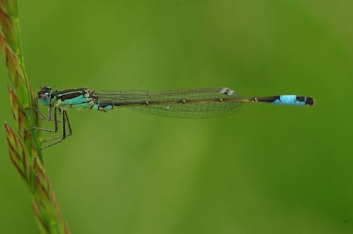 免费 蓝色和棕色蜻蜓的微距摄影 素材图片