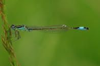 一张豆娘栖息在草地上的宏观特写，背景是鲜活的绿色