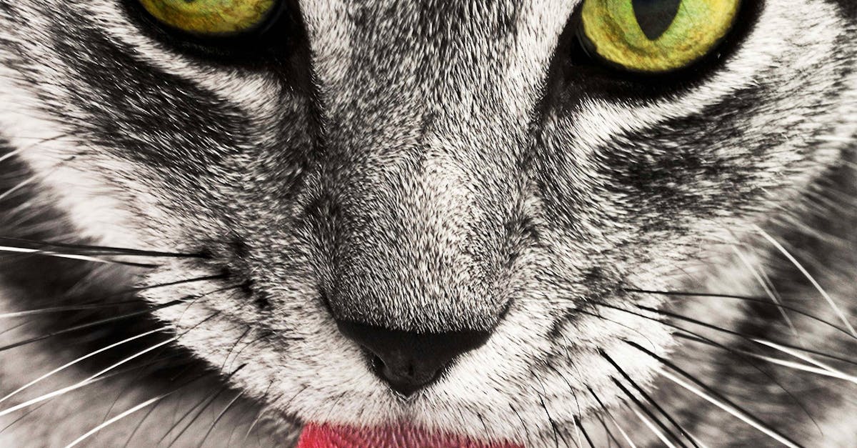 How to treat a bloody tongue