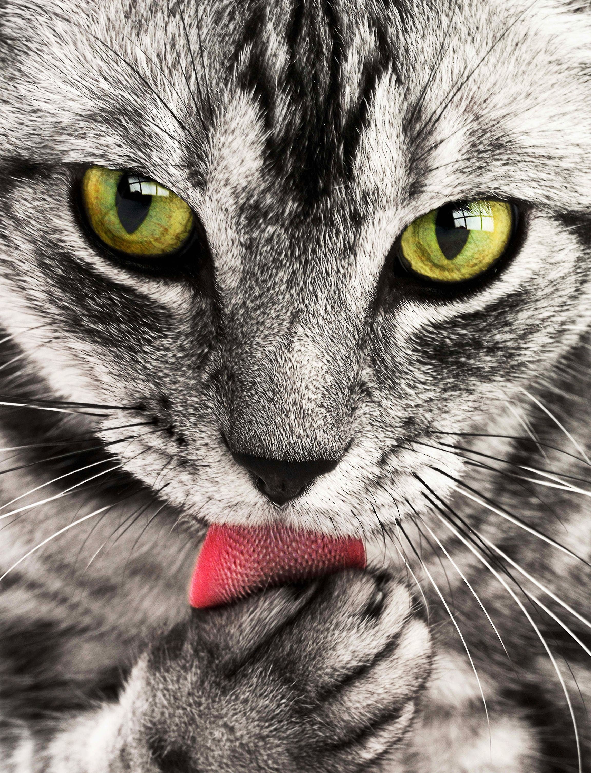 Photo gratuite de animal, animal de compagnie, chat