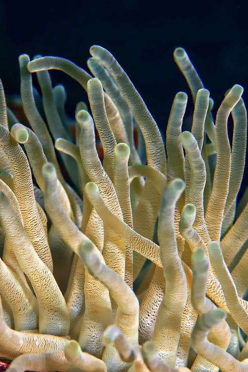 Gratis arkivbilde med dyp, koraller, nærbilde Arkivbilde