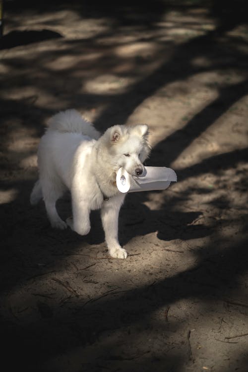 A Dog Carrying A Paper Towel With Its Mouth