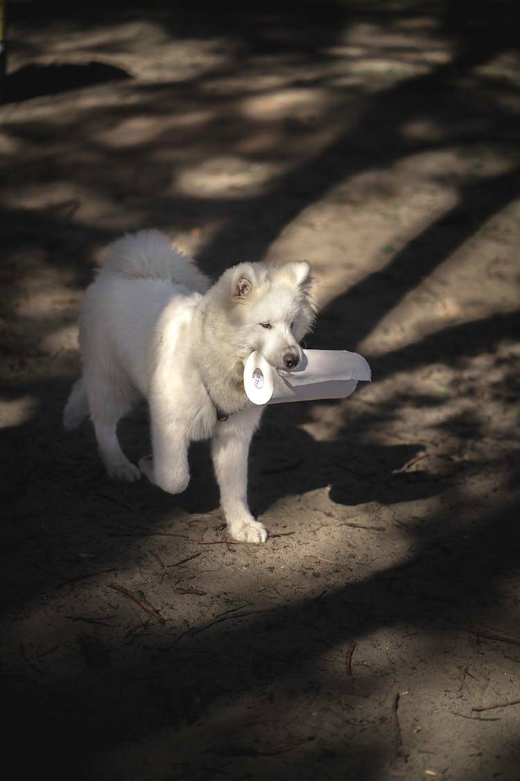 A Dog Carrying A Paper Towel With Its Mouth