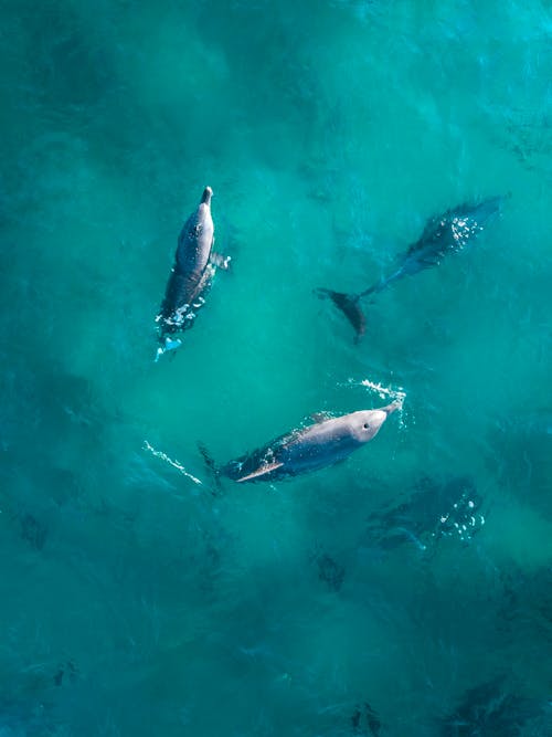 Gratis lagerfoto af delfiner, dyr, dyrefotografering