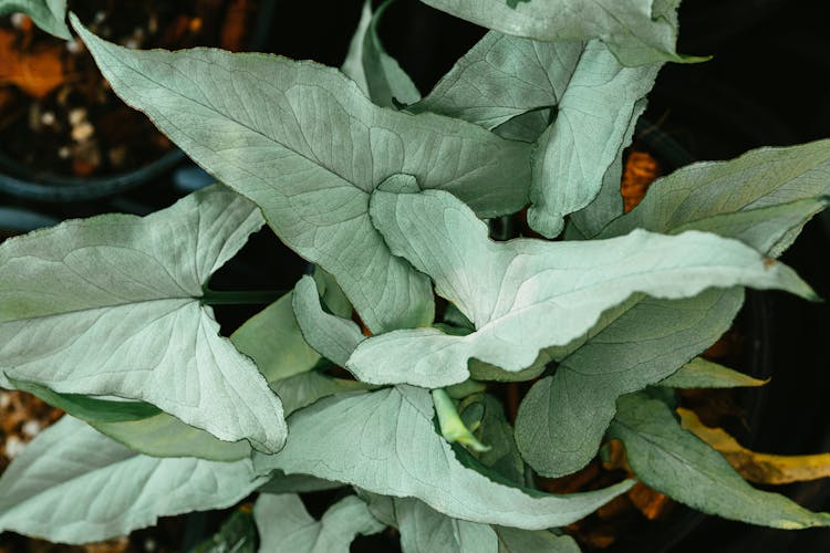 
A Close-Up Of Green Leaves Of An Arrowhead Plant