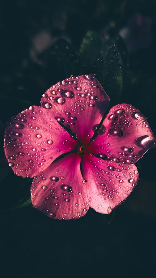 Free stock photo of flower, lightroom, mobilephotography Stock Photo