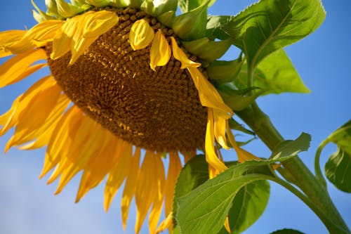 Close-Up of a Sunflower 