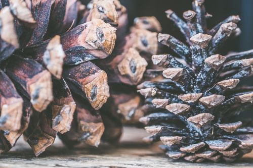 Free Close-up of rustic pine cones on wooden surface showing natural patterns and textures. Stock Photo