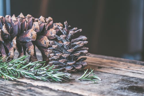Free Two Brown Pine Cones on Brown Wooden Surface Stock Photo