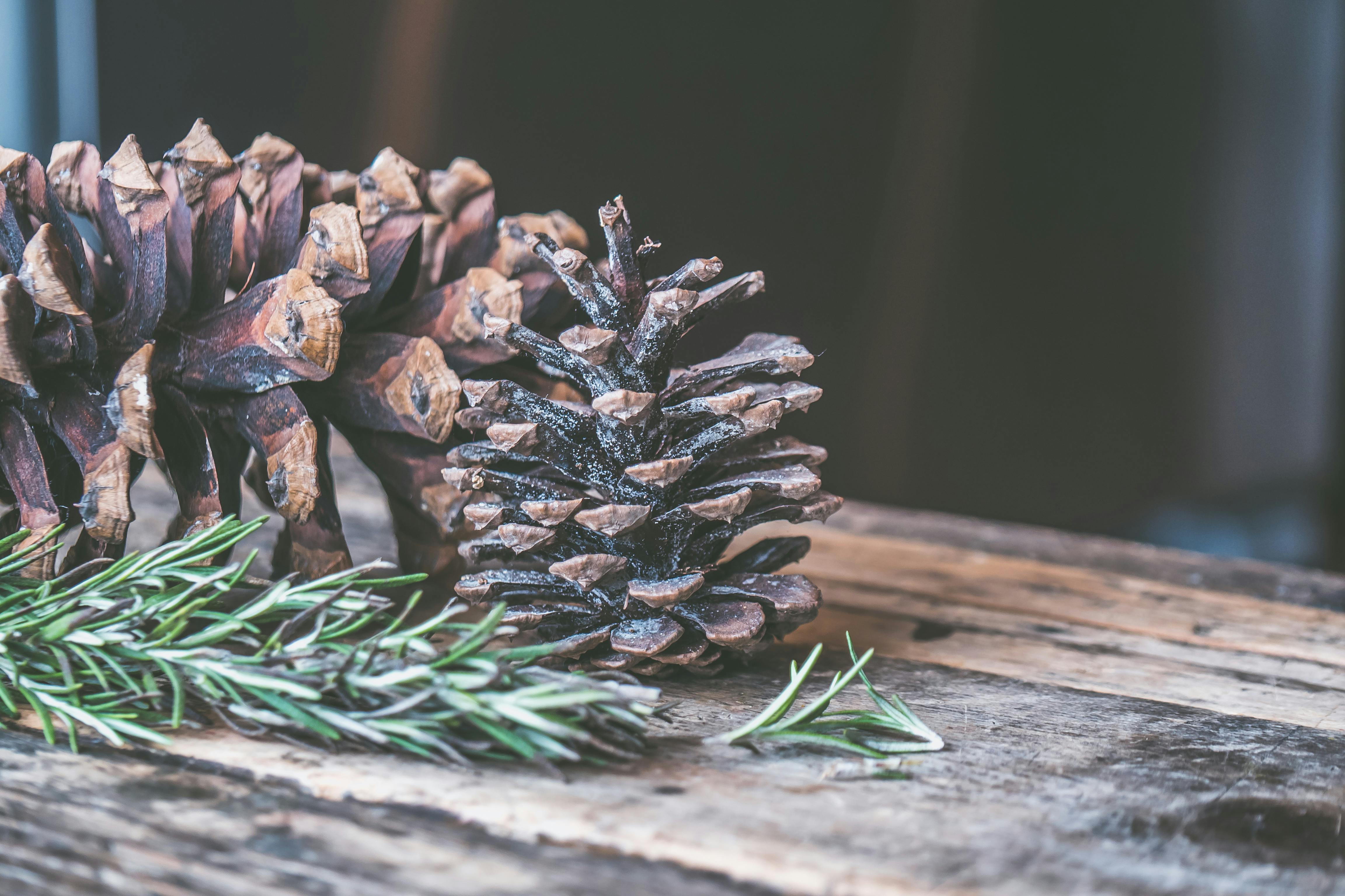 Small Pine Cones in the Wild Stock Image - Image of environment, brown:  162293947