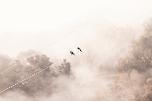 Free stock photo of birds, clouds, fog