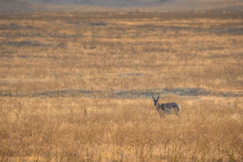 Wild antelope standing in dry field