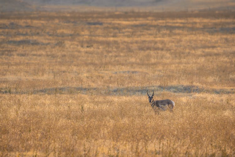 Wild Antelope Standing In Dry Field