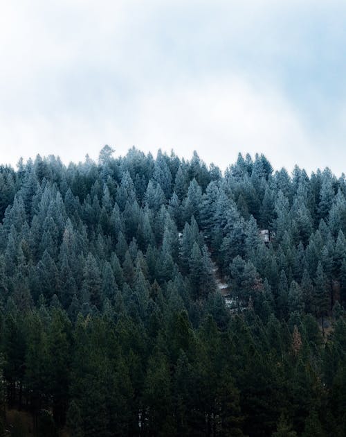 Coniferous fir forest under cloudy blue sky