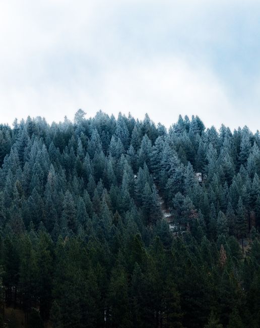 Picturesque landscape with evergreen pine wood on mountain with cloudy blue sky above