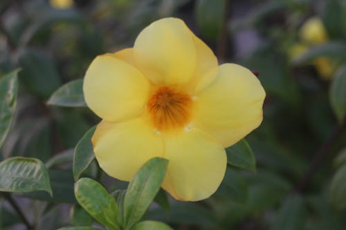คลังภาพถ่ายฟรี ของ ดอกไม้สีเหลือง