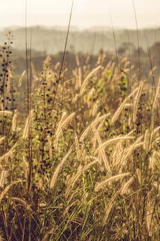 宁静的晨景中，露珠点缀的草地捕捉到了大自然的精髓