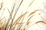 金色的麦秆在阳光下沐浴，捕捉到了夏日田野的精髓