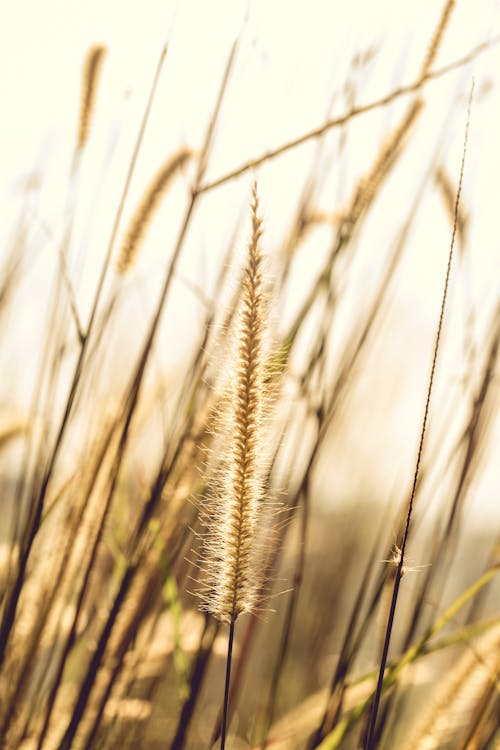 Photo of Brown Plant