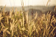 日出时，乡村的金色草地捕捉到了自然的美丽与宁静