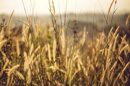 Free Golden grass in rural countryside at sunrise, capturing natural beauty and tranquility. Stock Photo
